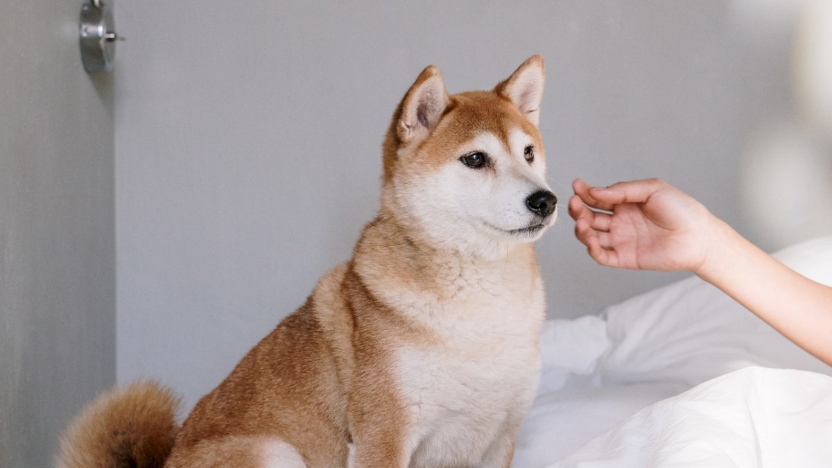 A brown and white dog sits on a white bed, looking at a hand reaching out to it. The background shows a gray wall with a light fixture.