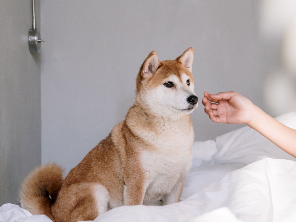 A brown and white dog sits on a white bed, looking at a hand reaching out to it. The background shows a gray wall with a light fixture.