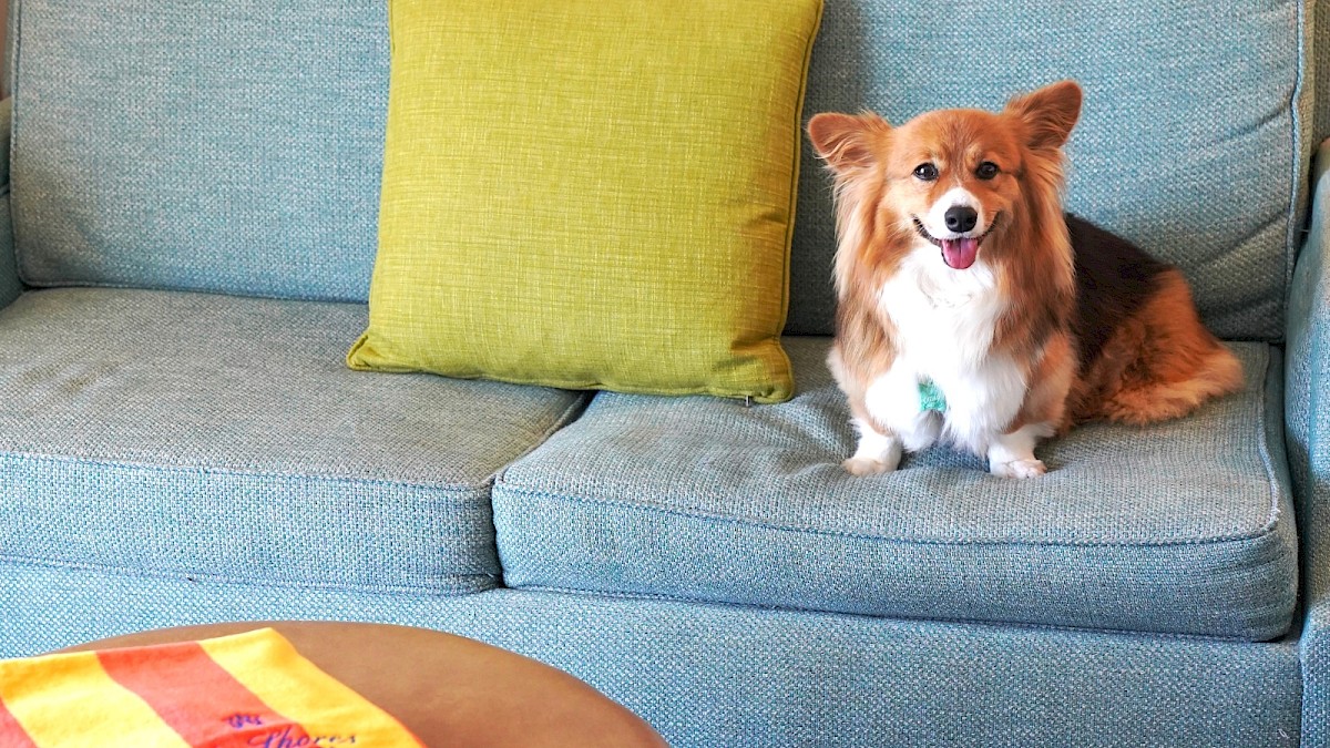 A dog sitting on a blue sofa with a green pillow, and a colorful towel is on a round ottoman in front of the sofa.