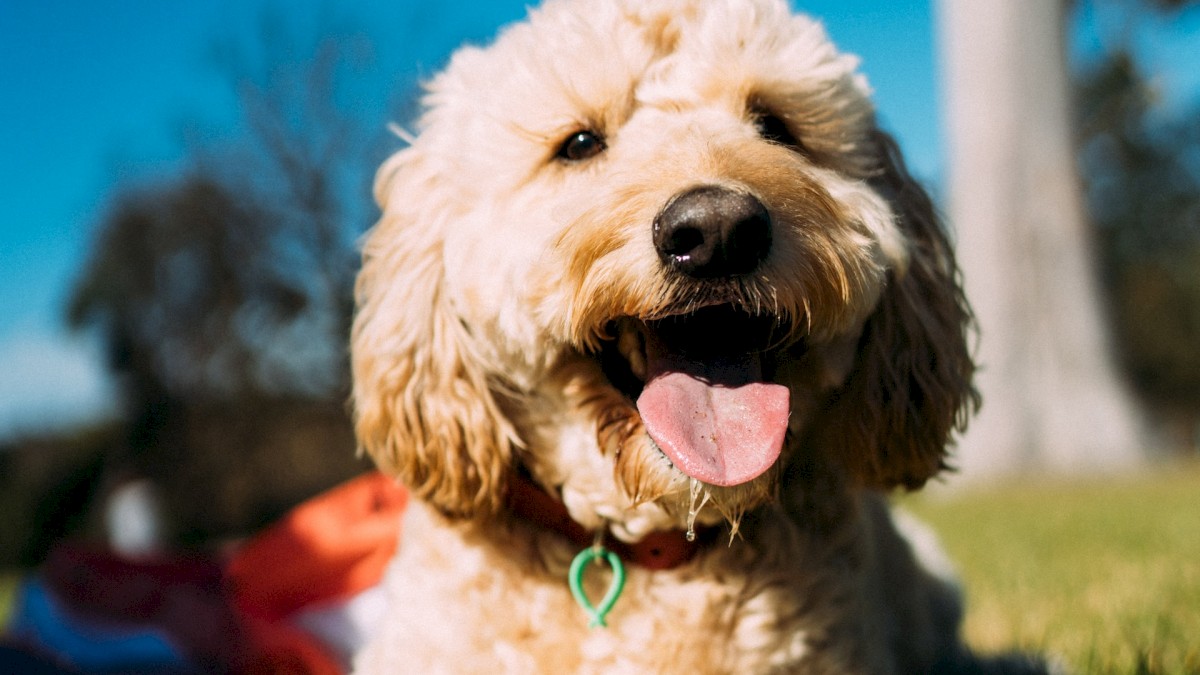 A fluffy dog is lying on the grass with its tongue out, next to a blue ball, on a sunny day in a park.