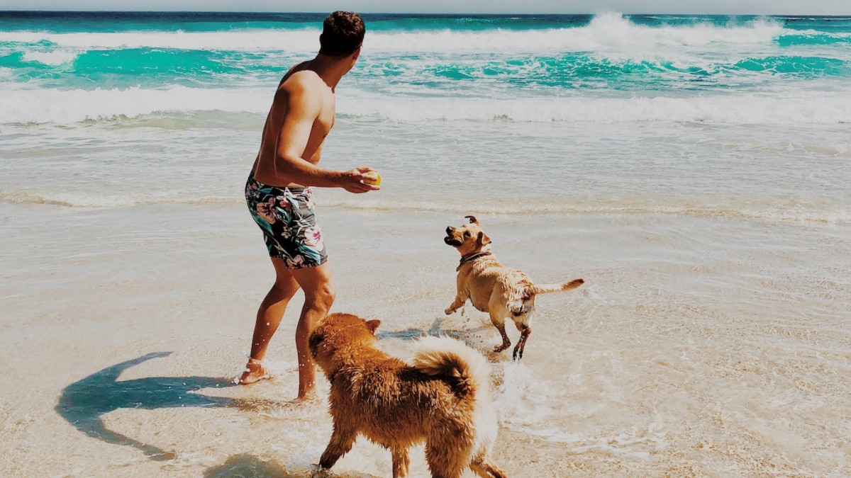 A man plays with two dogs on a sandy beach near the ocean, enjoying a sunny day.