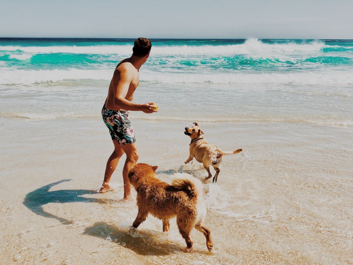 A man plays with two dogs on a sandy beach near the ocean, enjoying a sunny day.