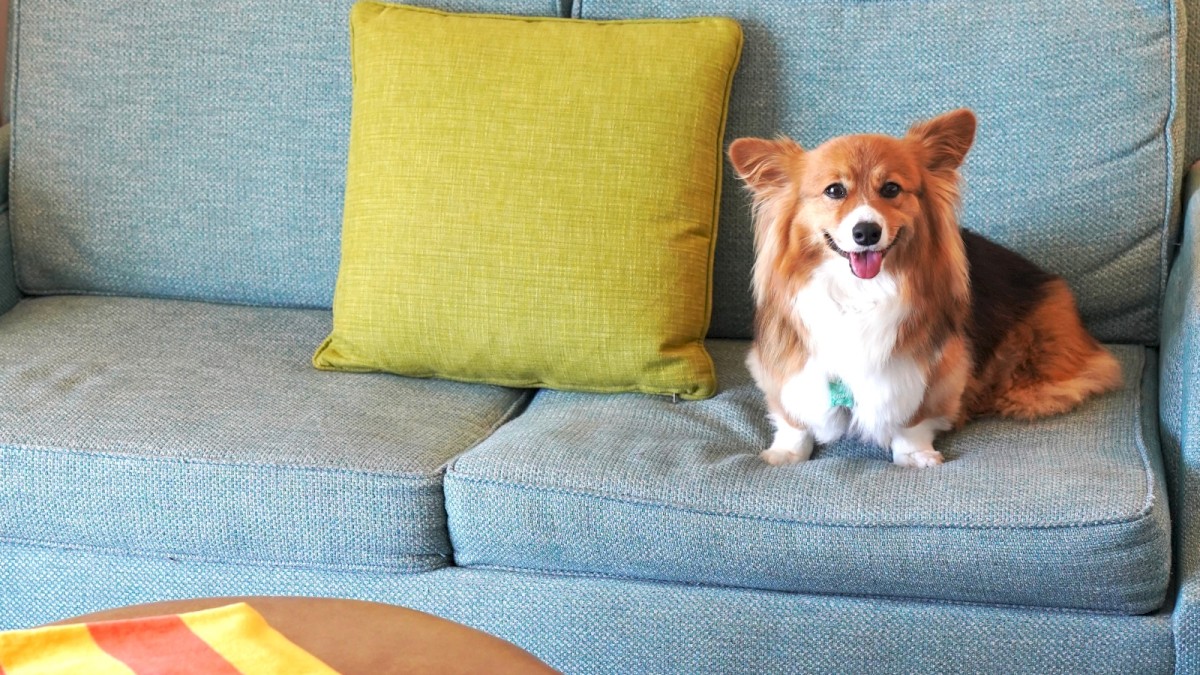 A dog sits on a blue couch with a green pillow, next to a round ottoman with a colorful towel. A wall picture is in the background.