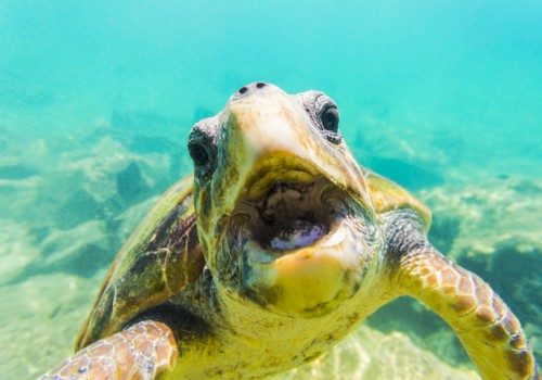A close-up of a sea turtle underwater, showing its face and front flipper with a background of the ocean and sand.