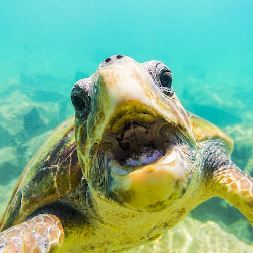 A close-up of a sea turtle underwater, showing its face and front flipper with a background of the ocean and sand.