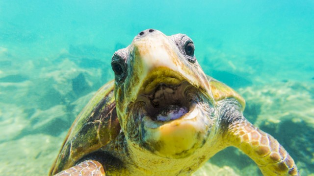 A close-up of a sea turtle underwater, showing its face and front flipper with a background of the ocean and sand.