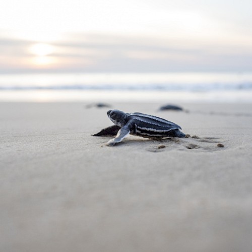 A small baby sea turtle is crawling on the sandy beach towards the ocean at sunrise or sunset.