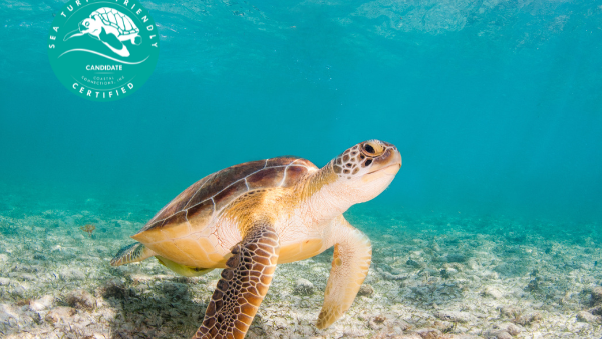 The image shows a sea turtle swimming in clear blue waters over a rocky seabed, with a 