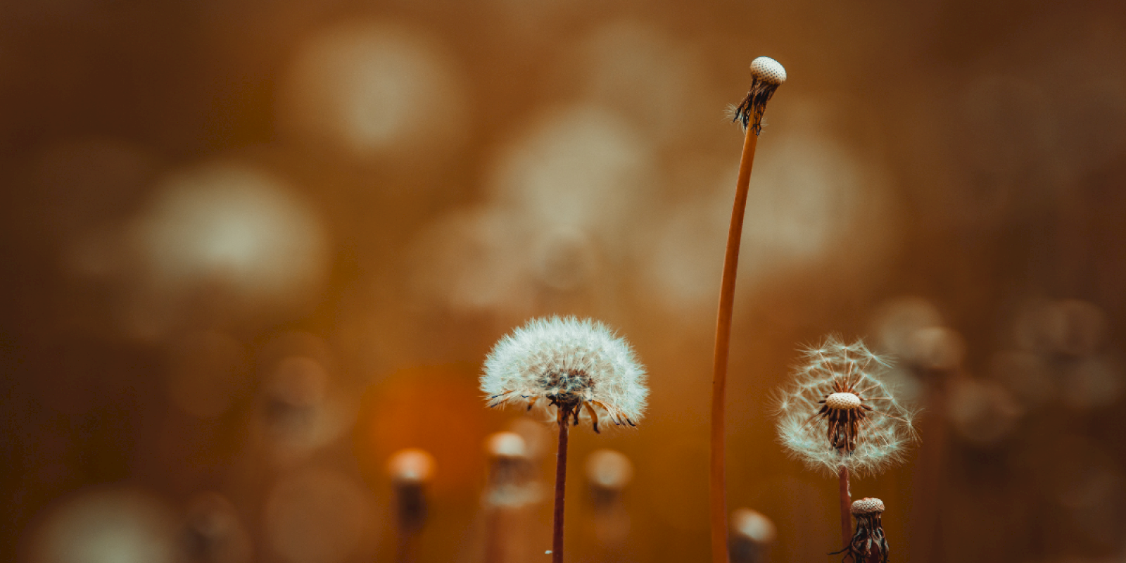 Dandelions in different stages of seed dispersal glow softly against a warm, blurred background.