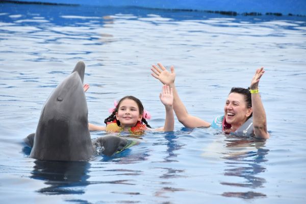 A dolphin, a girl, and an adult are in the water with their hands raised, smiling and enjoying their time together in a pool.