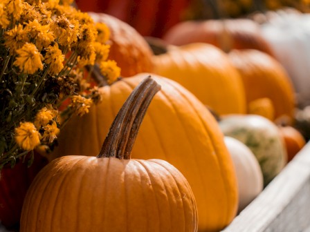 Pumpkins and yellow flowers arranged outdoors in autumn colors.