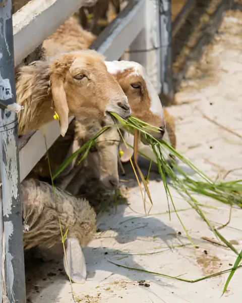 Sheep are eating grass through a wooden fence, enjoying the sunny day. The ground is sandy, and there's a relaxed rural vibe.