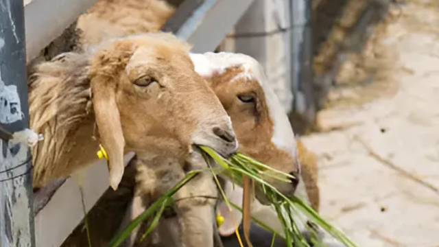 Sheep are eating grass through a wooden fence, enjoying the sunny day. The ground is sandy, and there's a relaxed rural vibe.