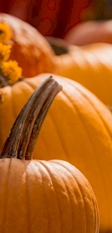 A close-up of bright orange pumpkins and yellow flowers arranged together, evoking an autumn harvest scene.