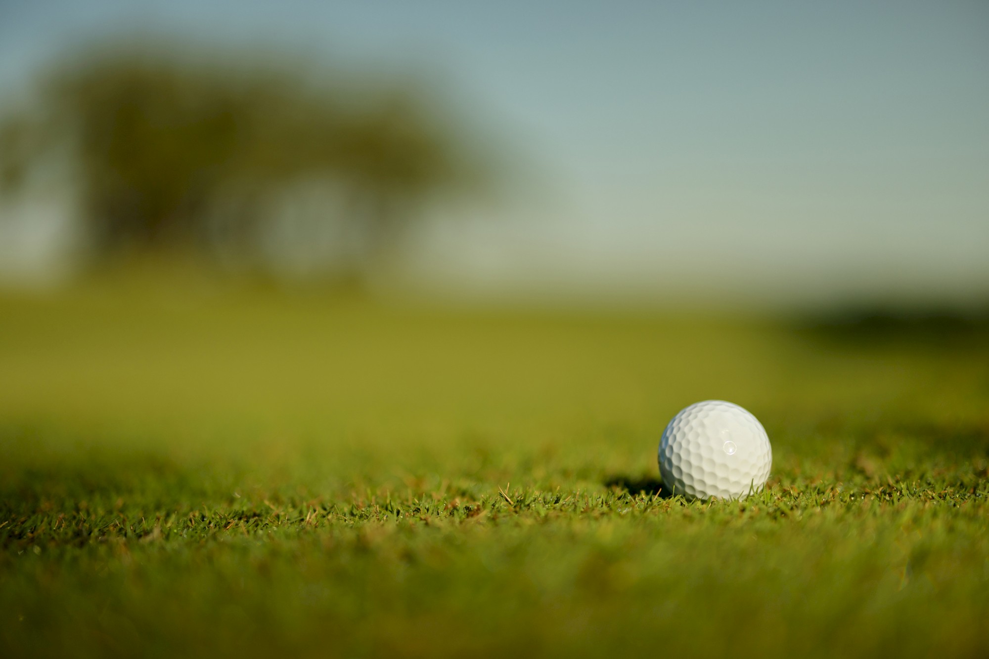 A golf ball resting on a green field, with a blurred background of trees and sky, creating a serene and focused atmosphere.