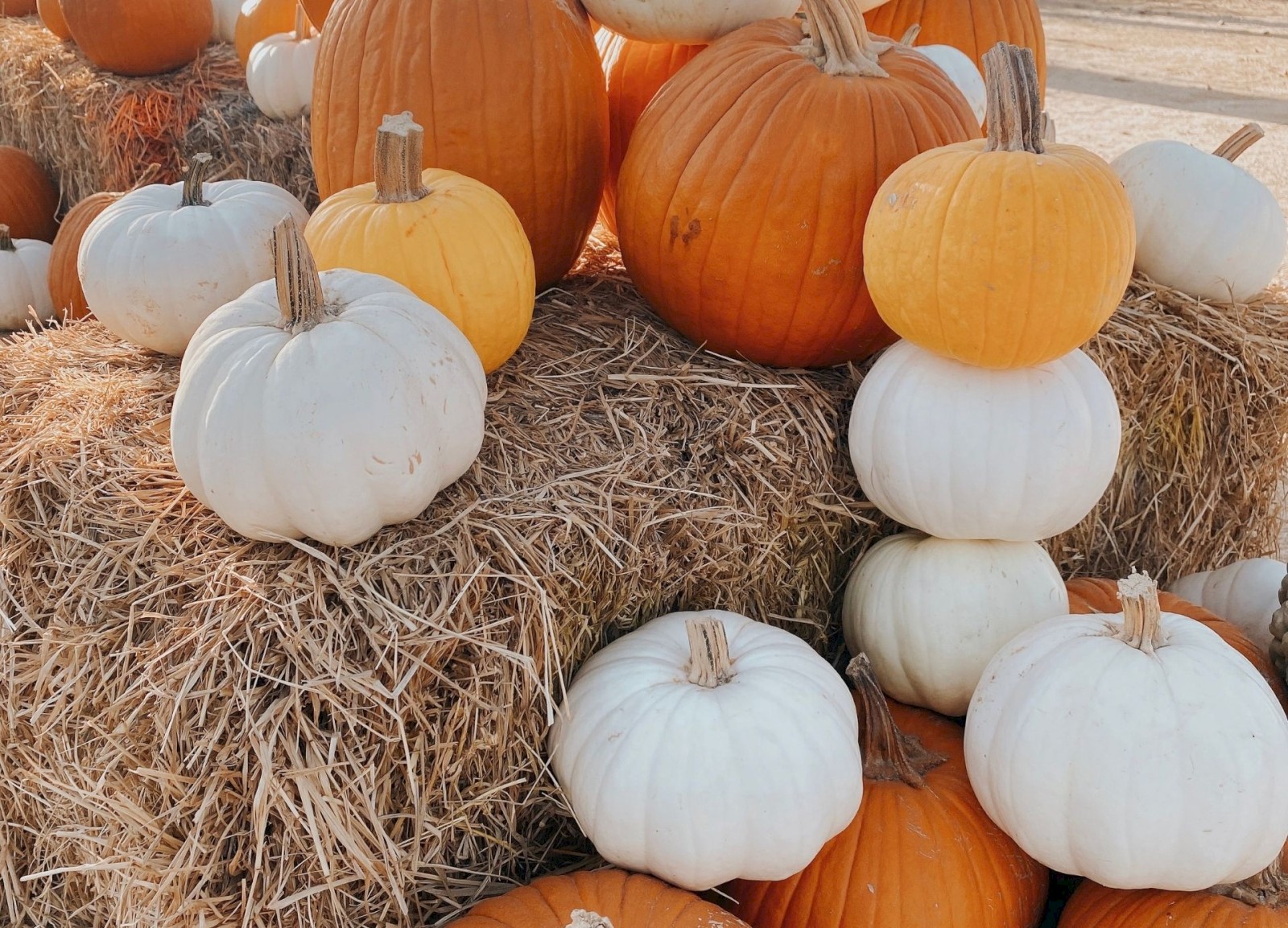 The image shows an arrangement of white, orange, and beige pumpkins placed on hay bales, set in a fall or harvest display.