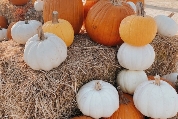 The image shows a collection of white, orange, and yellow pumpkins arranged on and around bales of hay.