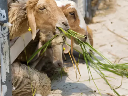 Goats are eating green grass through a wooden fence.
