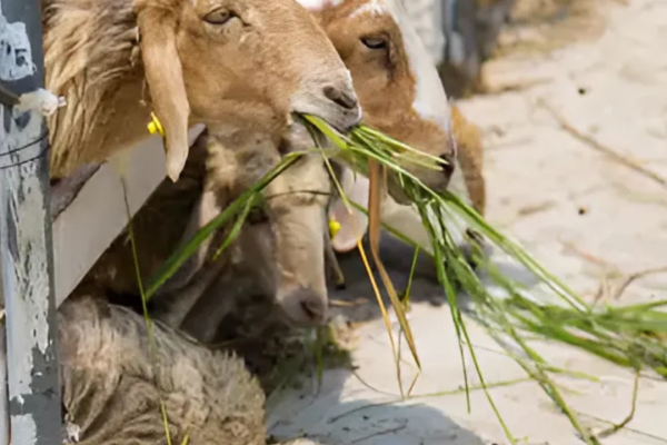 Goats are eating green grass through a wooden fence.