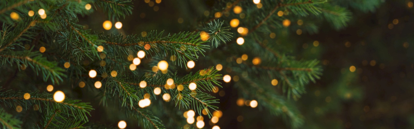 Evergreen branches decorated with warm white string lights, creating a festive and cozy atmosphere.