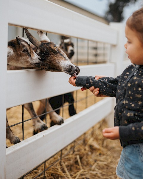 A young child feeds a goat through a white wooden fence at a petting zoo, with an adult beside them smiling. Hay covers the ground, creating a warm, rustic atmosphere perfect for a family-friendly fall event.
