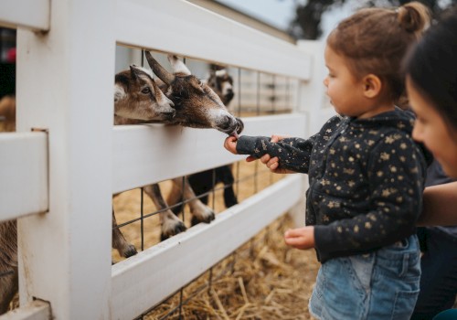 A young child feeds a goat through a white wooden fence at a petting zoo, with an adult beside them smiling. Hay covers the ground, creating a warm, rustic atmosphere perfect for a family-friendly fall event.