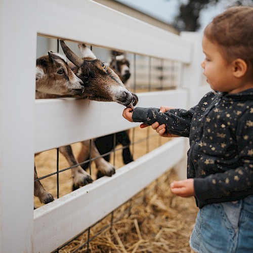 A young child feeds a goat through a white wooden fence at a petting zoo, with an adult beside them smiling. Hay covers the ground, creating a warm, rustic atmosphere perfect for a family-friendly fall event.