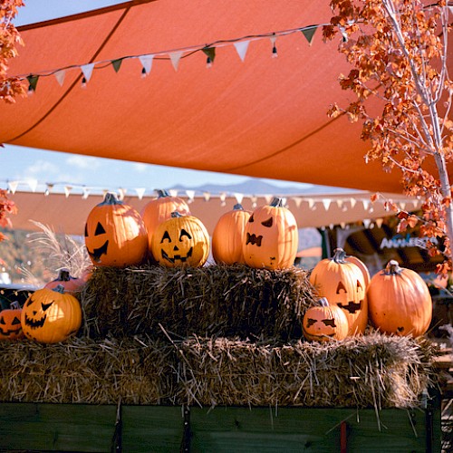 Halloween pumpkins with carved faces are displayed on hay bales under a canopy with string lights and autumn trees.