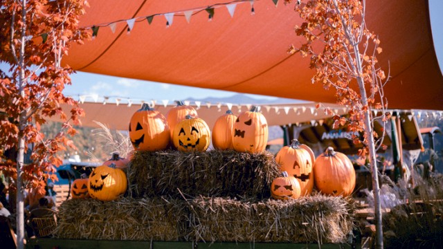 Halloween pumpkins with carved faces are displayed on hay bales under a canopy with string lights and autumn trees.